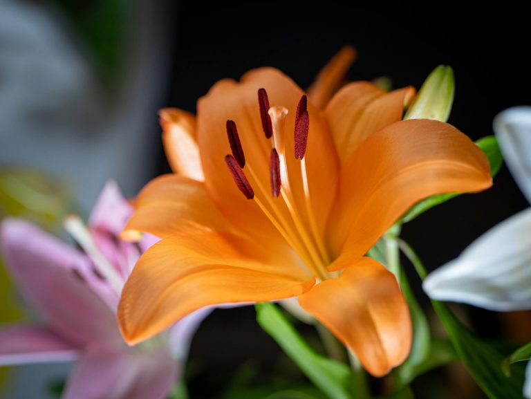 Signification fleur de lys tatouage — tatouage fleur de lys design