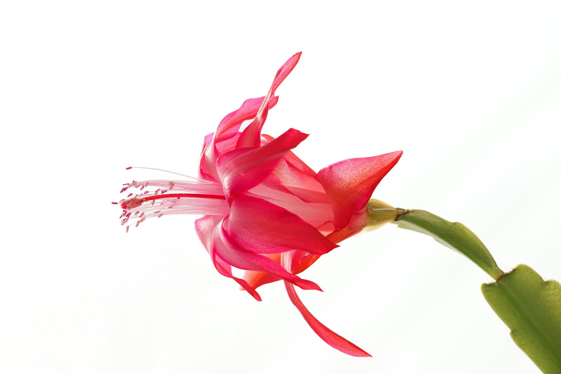 Cactus de Noël et lumière: trouver l’emplacement qui lui donne envie de fleurir — cactus de Noël en fleurs à l'intérieur