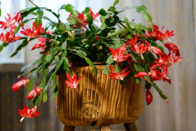 Comment entretenir un cactus de — cactus de Noël en fleurs à l'intérieur
