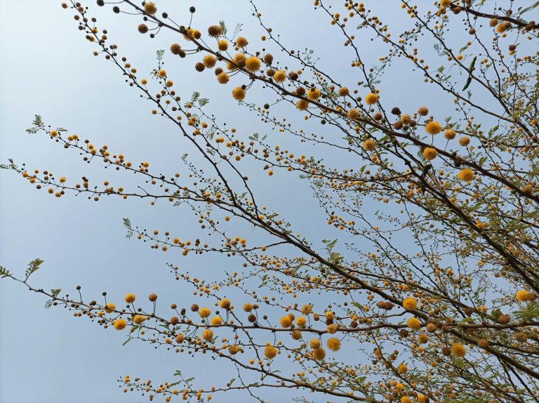 Peut-on planter un mimosa près — mimosa près d'une maison