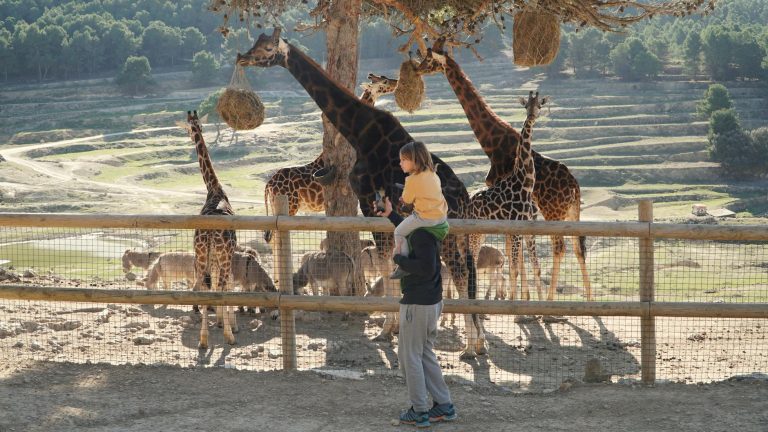 Touroparc avis, infos pratiques, plan — zoo animaux famille amusante
